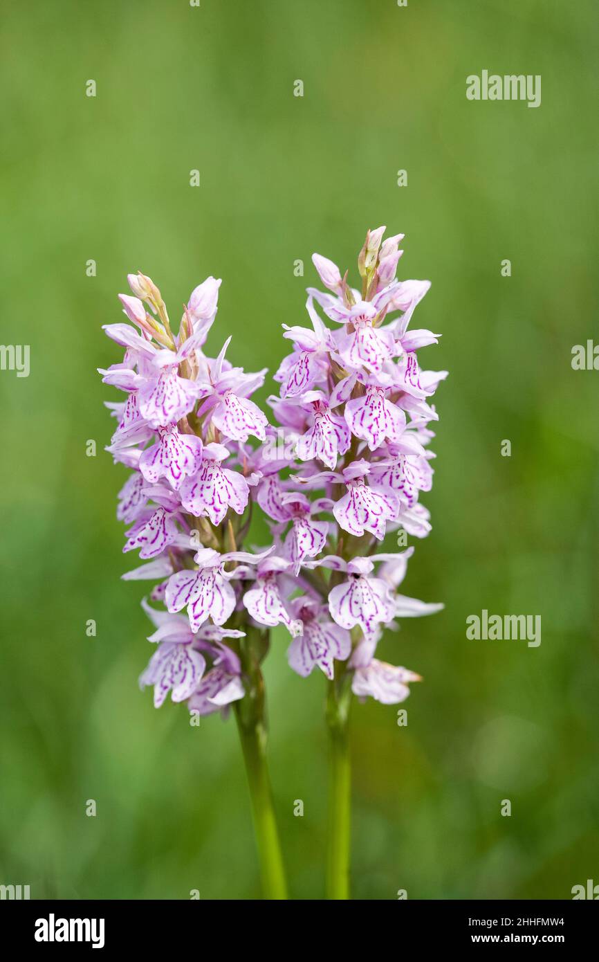 Dactylorhiza fuchsii, Common Spotted Orchid  Norfolk UK Stock Photo