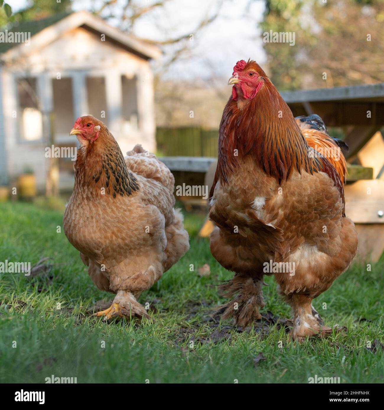 brahma hen and cockerel Stock Photo