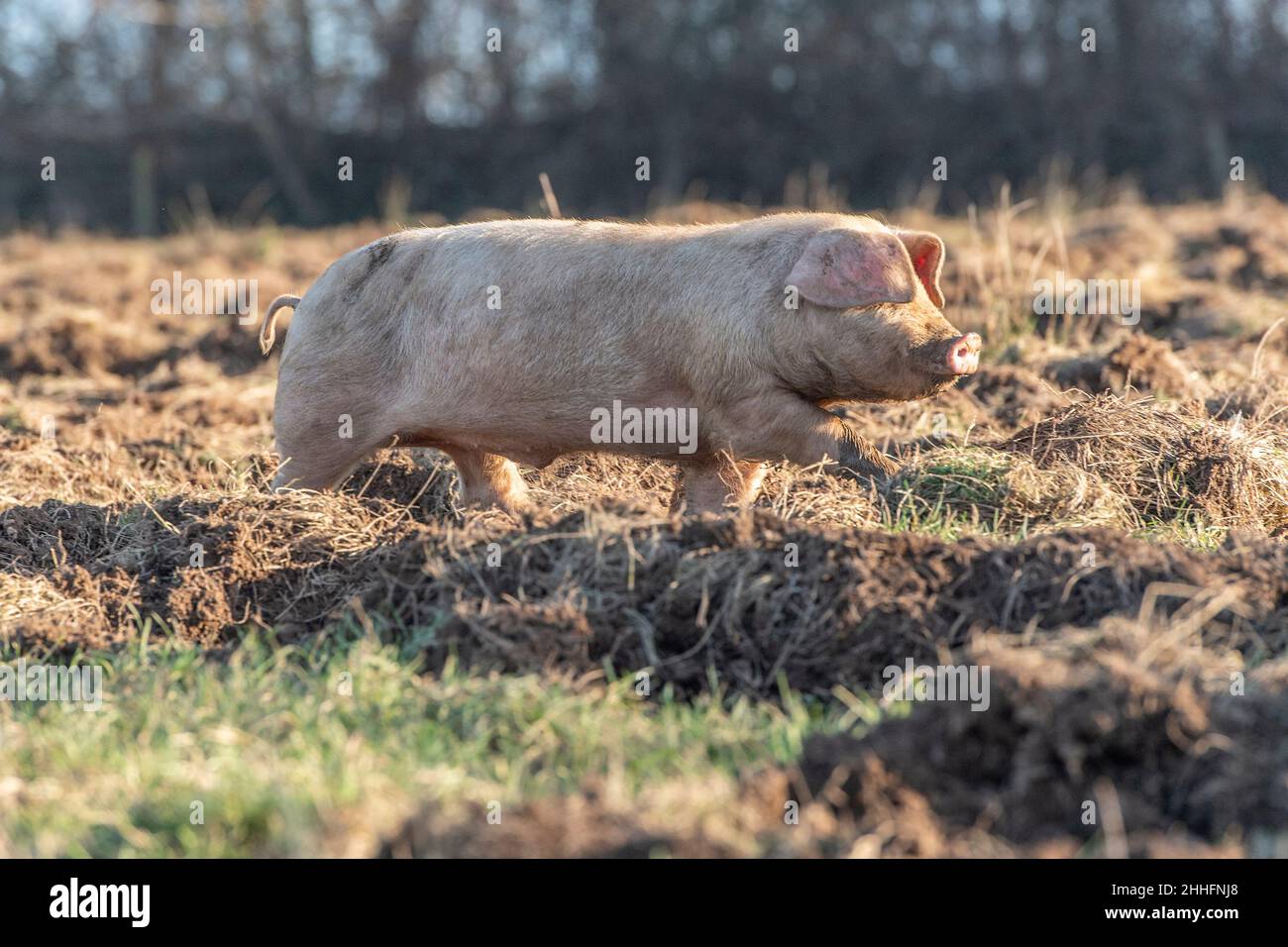 weaned piglet Stock Photo