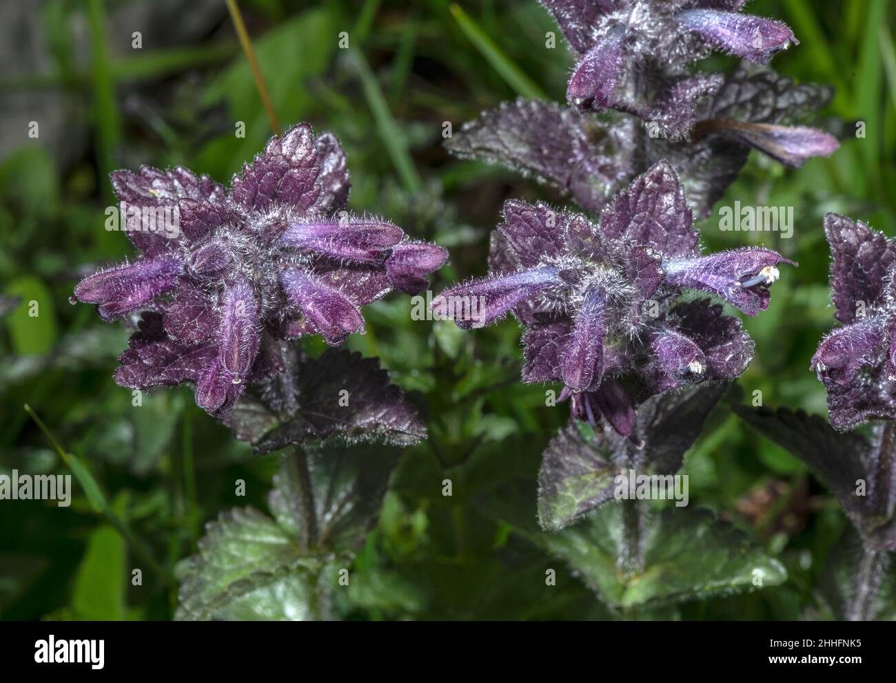 Alpine Bartsia, Bartsia alpina, in flower in damp montane grassland. Stock Photo