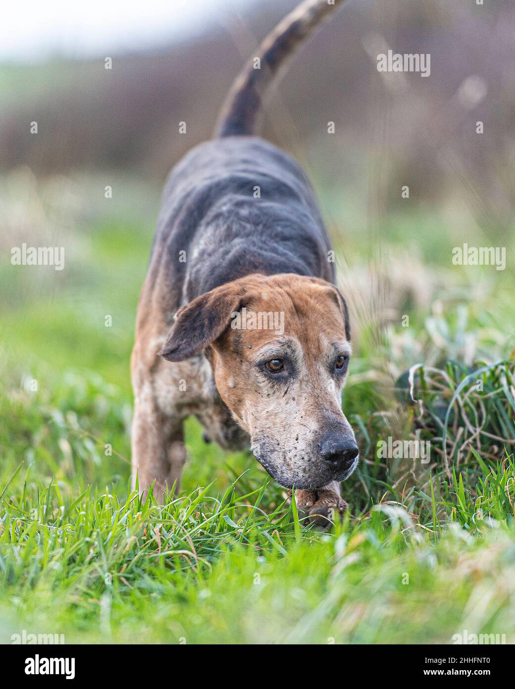 English Foxhound hunting, towards camera Stock Photo