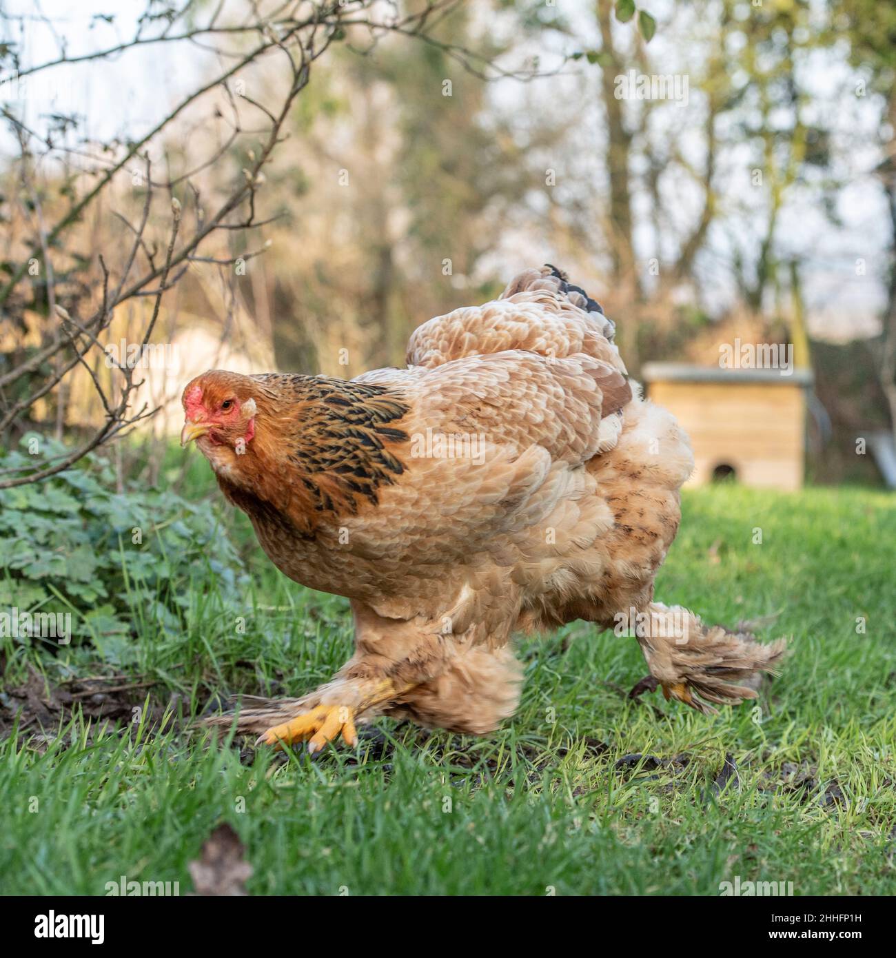 Buff brahma chickens hi-res stock photography and images - Alamy