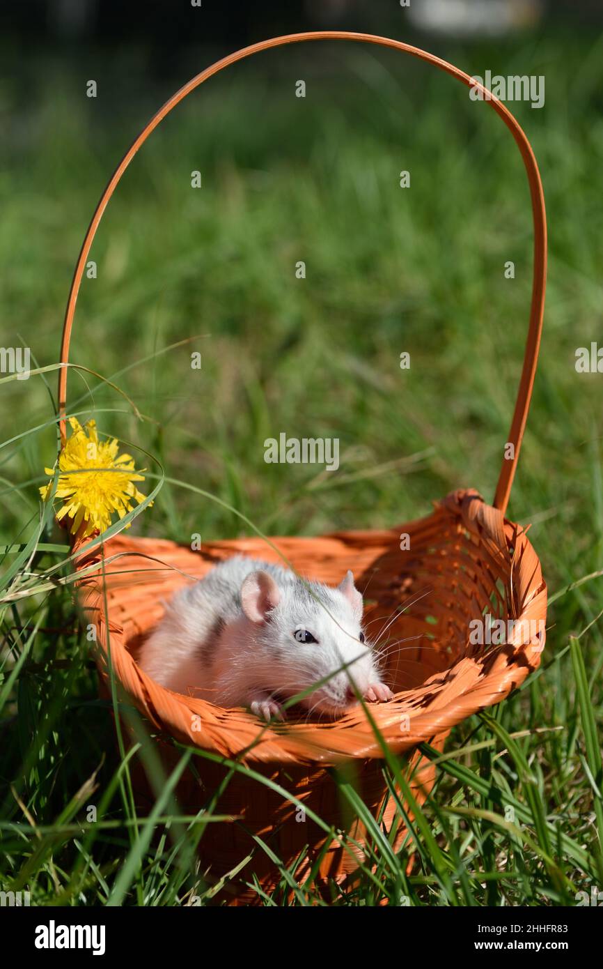 Pet rat dumbo sits in a wicker basket on the grass in the park on a sunny summer day. Portrait of a white pet rat outdoors. Stock Photo