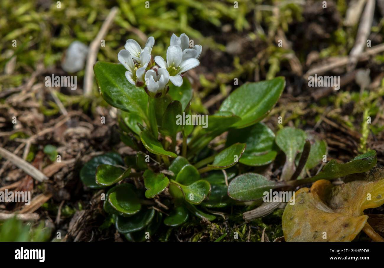 Alpine Bitter-cress, Cardamine alpina in flower in high alpine grassland, Swiss Alps. Stock Photo
