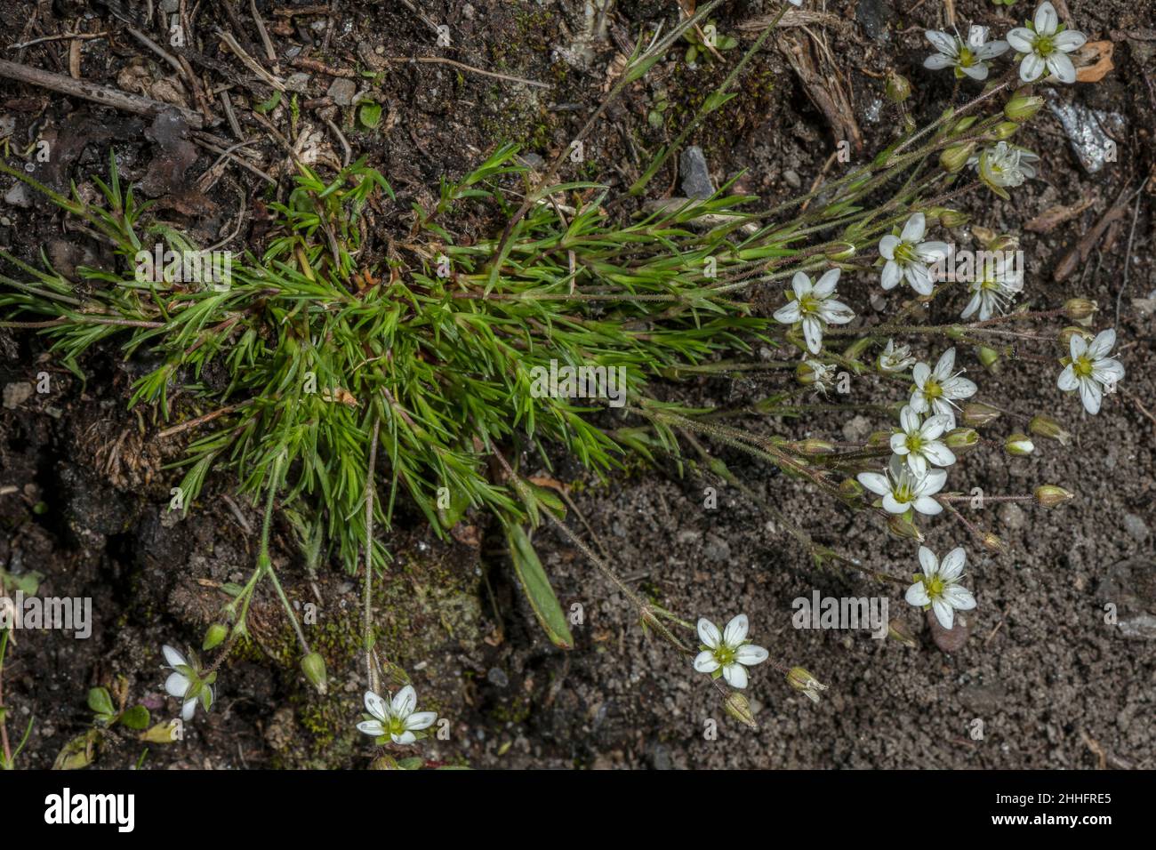 Spring Sandwort, Minuartia verna, in flower in high alpine tundra. Stock Photo
