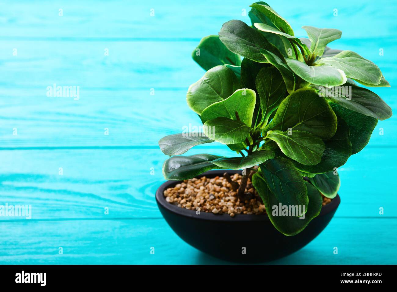 Green plant in a pot on blue wooden table. Selective focus Stock Photo
