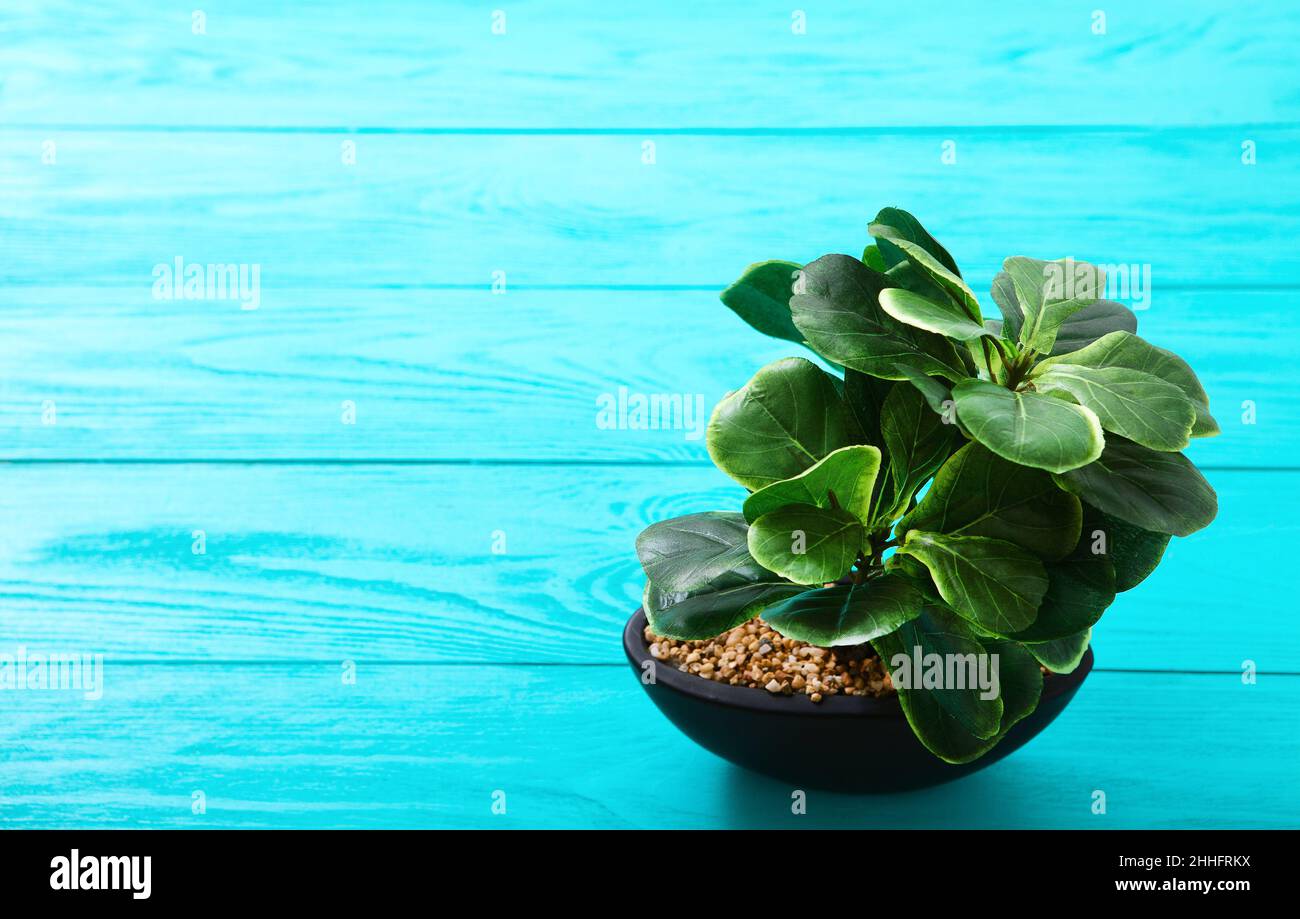 Green plant in a pot on blue wooden table. Selective focus Stock Photo