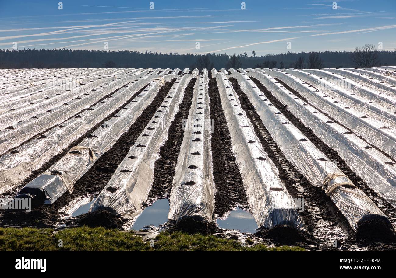 Covered asparagus field in winter near Schrobenhausen in Bavaria, Germany Stock Photo