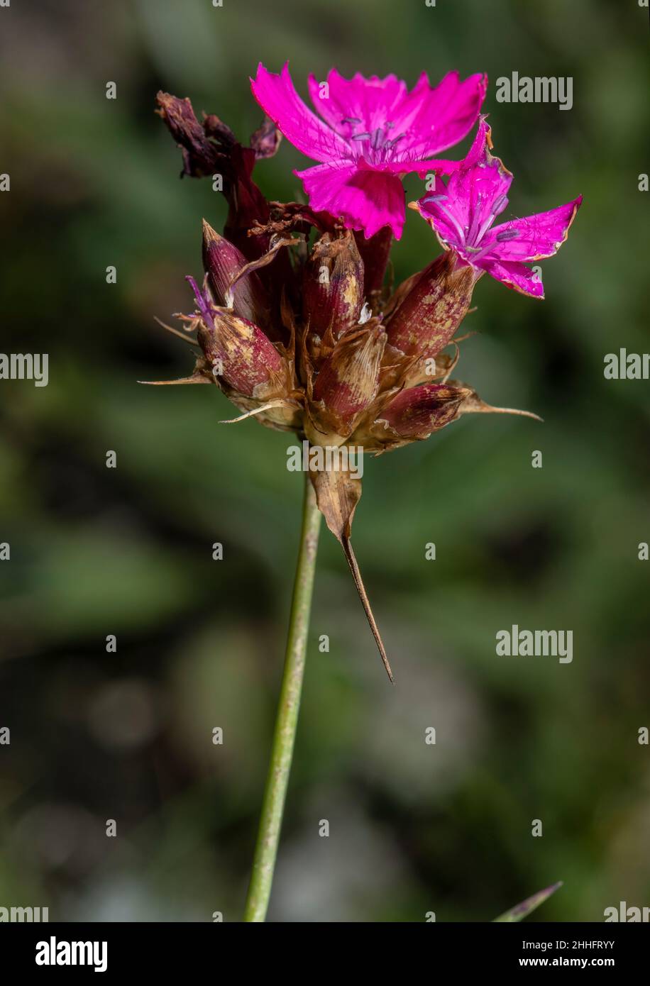 Carthusian Pink, Dianthus carthusianorum, in flower in grassland. Stock Photo