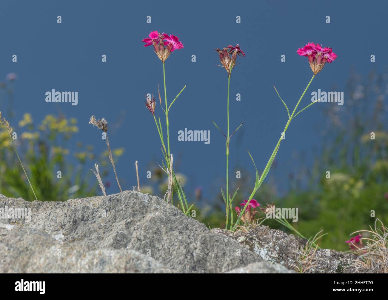 Carthusian Pink, Dianthus carthusianorum, in flower in grassland. Stock Photo