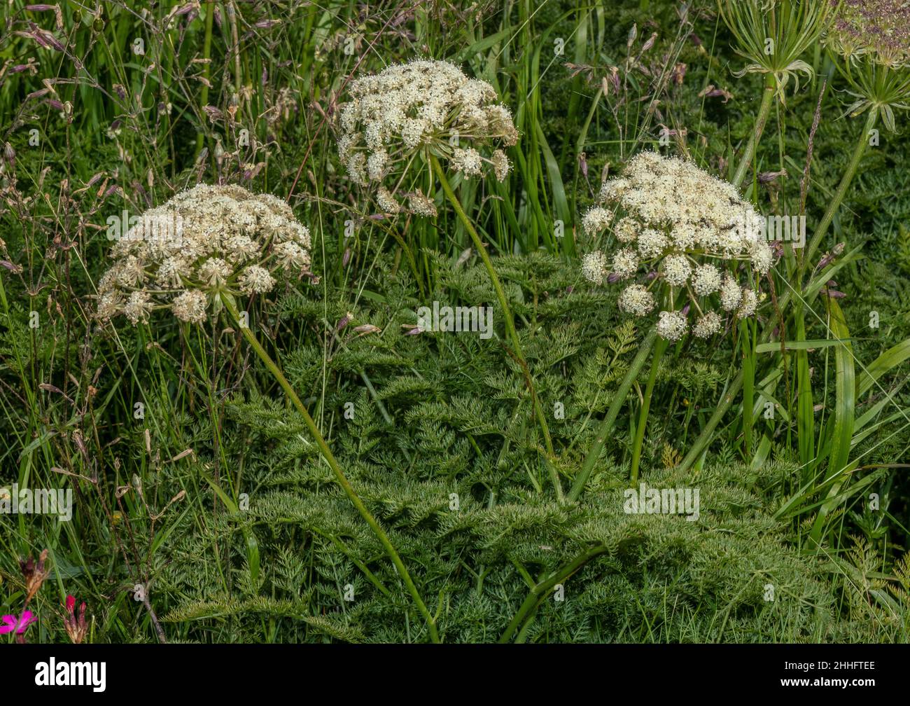 Haller's Sermountain, Laserpitium halleri in flower in the Swiss Alps. Stock Photo