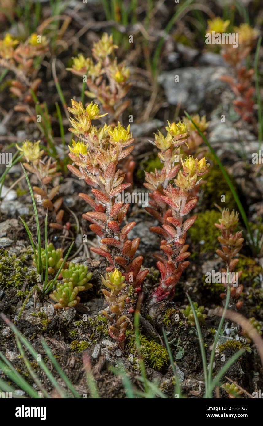 Alpine Stonecrop, Sedum alpestre, in flower in the Swiss Alps. Stock Photo