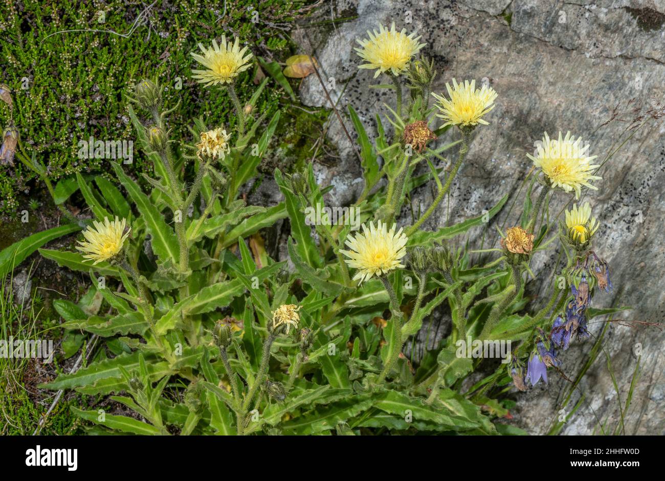 An alpine Hawkweed, Hieracium intybaceum in flower in the Swiss Alps. Stock Photo