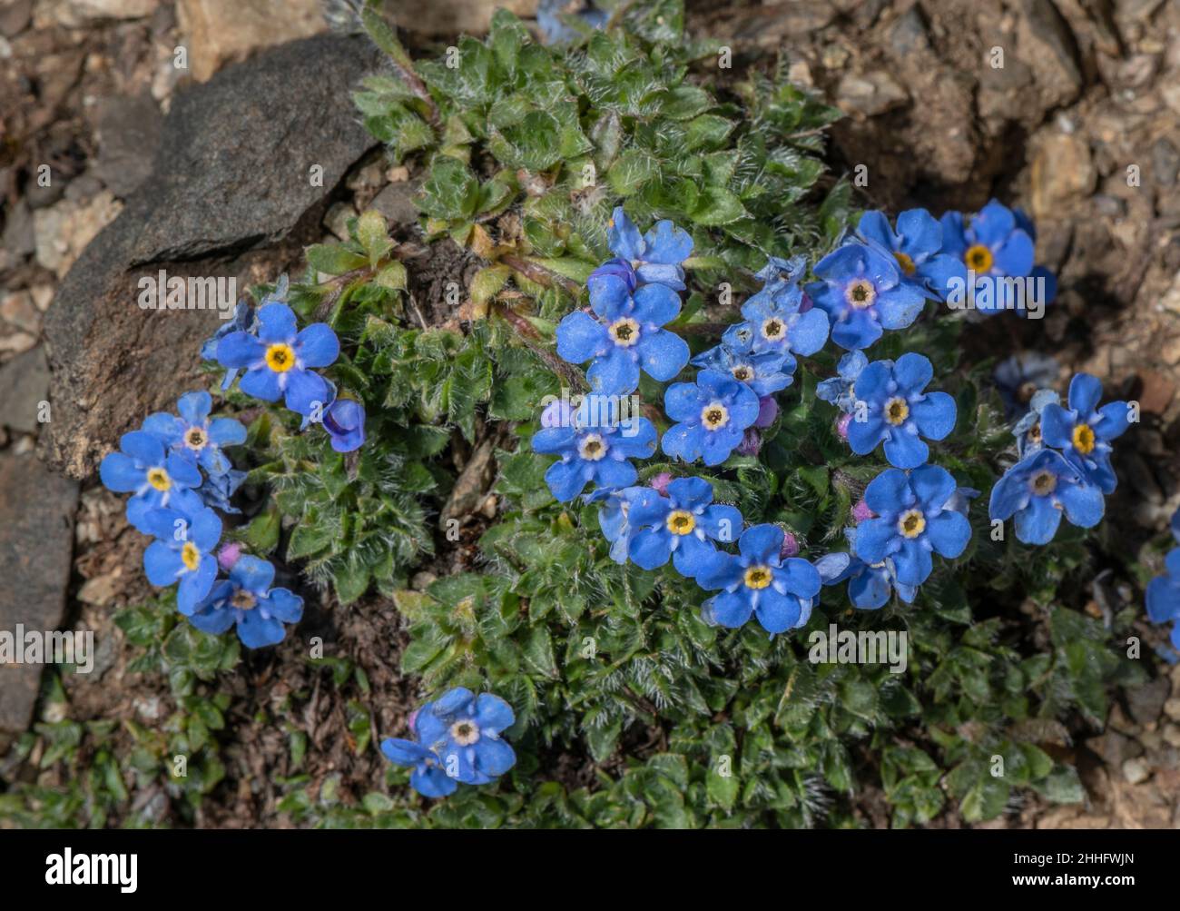 King of the Alps, Eritrichium nanum, in flower at 3000m in the Swiss Alps. Stock Photo