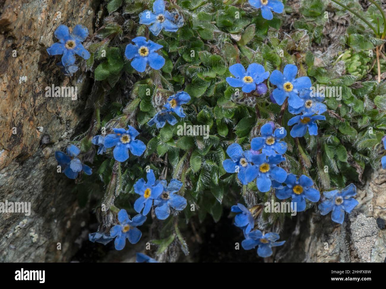 King of the Alps, Eritrichium nanum, in flower at 3000m in the Swiss Alps. Stock Photo