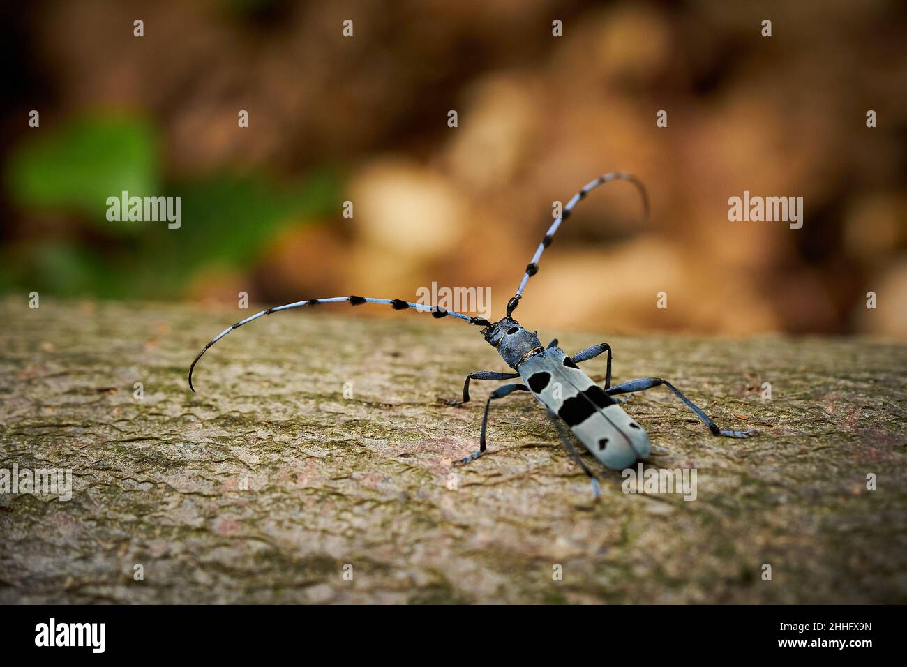 Rosalia Insect Rosalia Longicorn (Rosalia alpina) during mating. Blue beetle. Mating ...