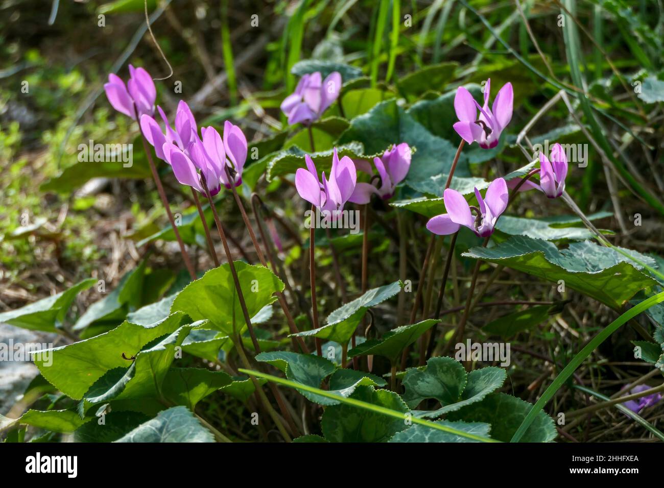 Pink flowers and buds of Cyclamen closeup on a blurred background of green grass. selective focus Stock Photo