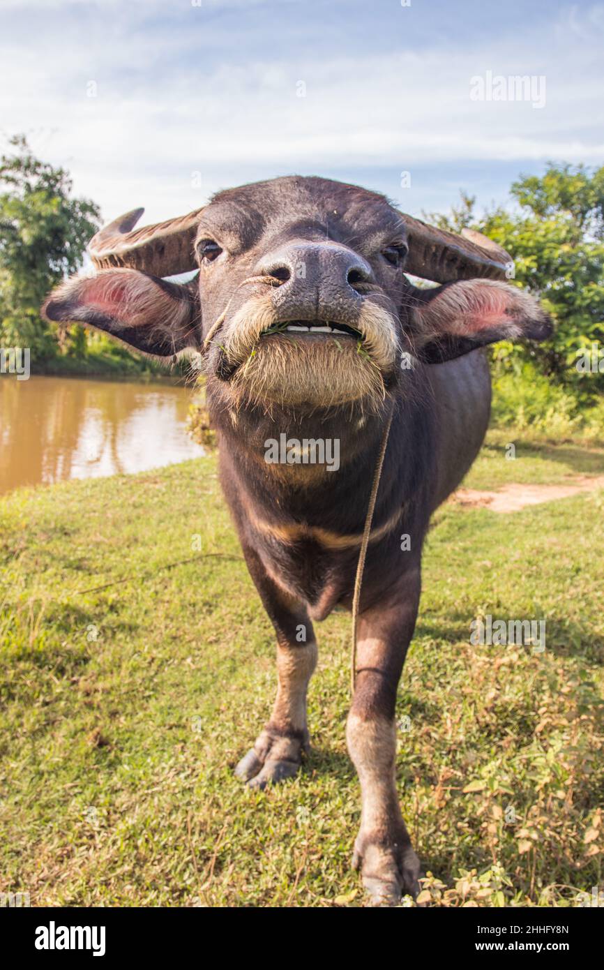 Water Buffalo in a Rice Field Thailand Southeast Asia Stock Photo Alamy