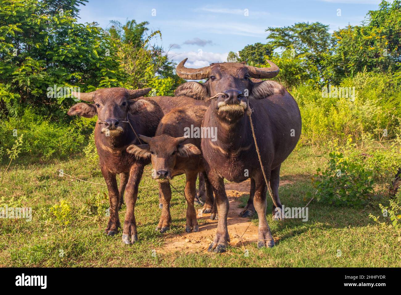 Water Buffalo in a Rice Field Thailand Southeast Asia Stock Photo