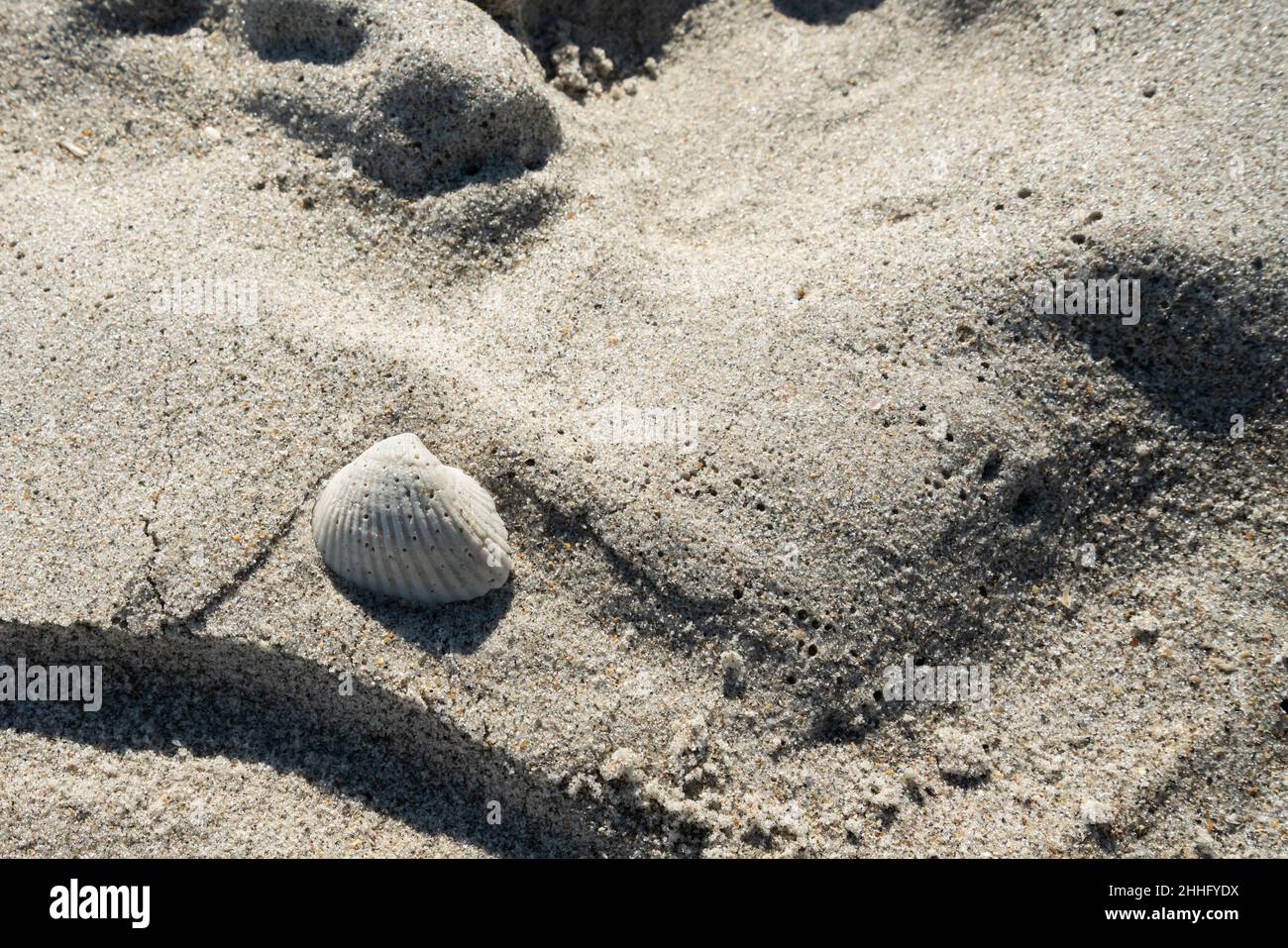 Beautiful seashell or shell on the Beach sand in Melbourne, Florida. Stock Photo
