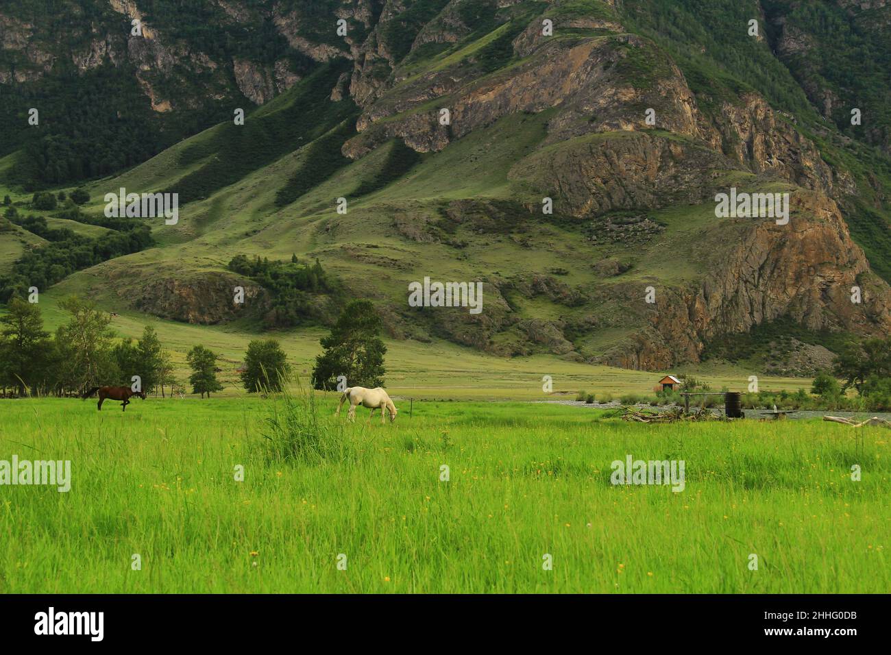 Two horses on a dense meadow against the backdrop of the slope of a huge rocky mountain in Altai in summer Stock Photo