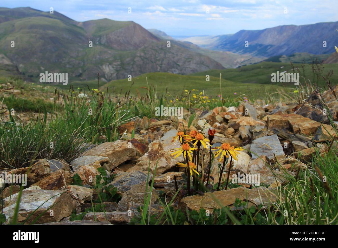 High mountain flowers hi-res stock photography and images - Alamy