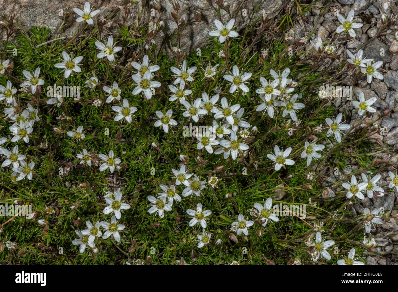 Spring Sandwort, Minuartia verna, in flower in dry grassland. Stock Photo