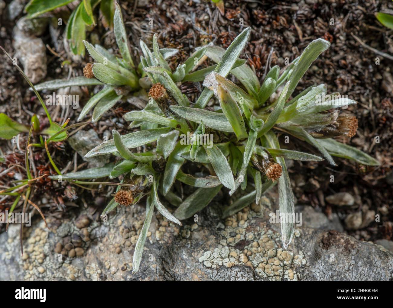 Dwarf Cudweed, Gnaphalium supinum, in flower in high alpine pasture. Stock Photo