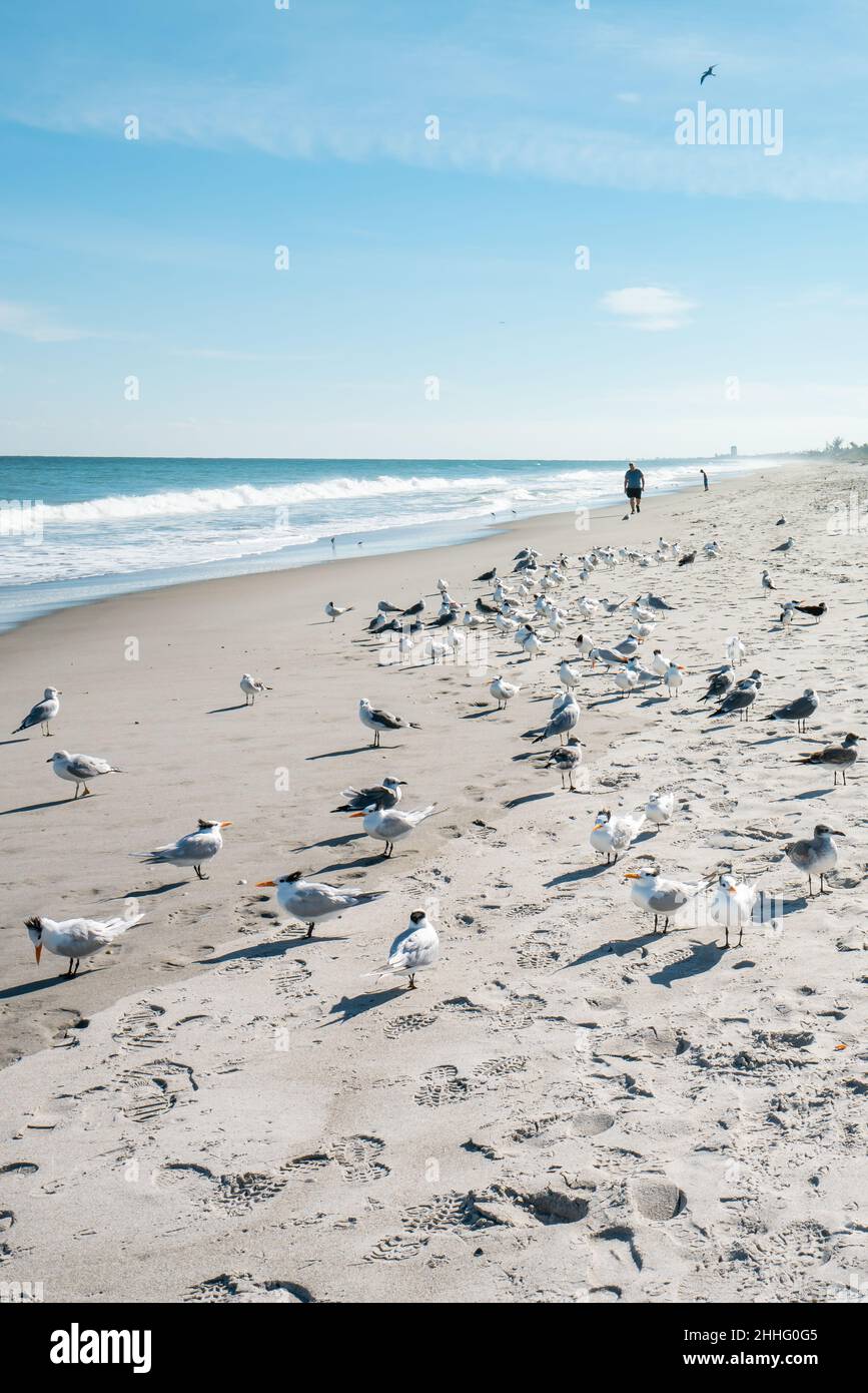 Beautiful picture with the view of Melbourne Beach in Florida with Gull birds, taken in December 2018. Stock Photo