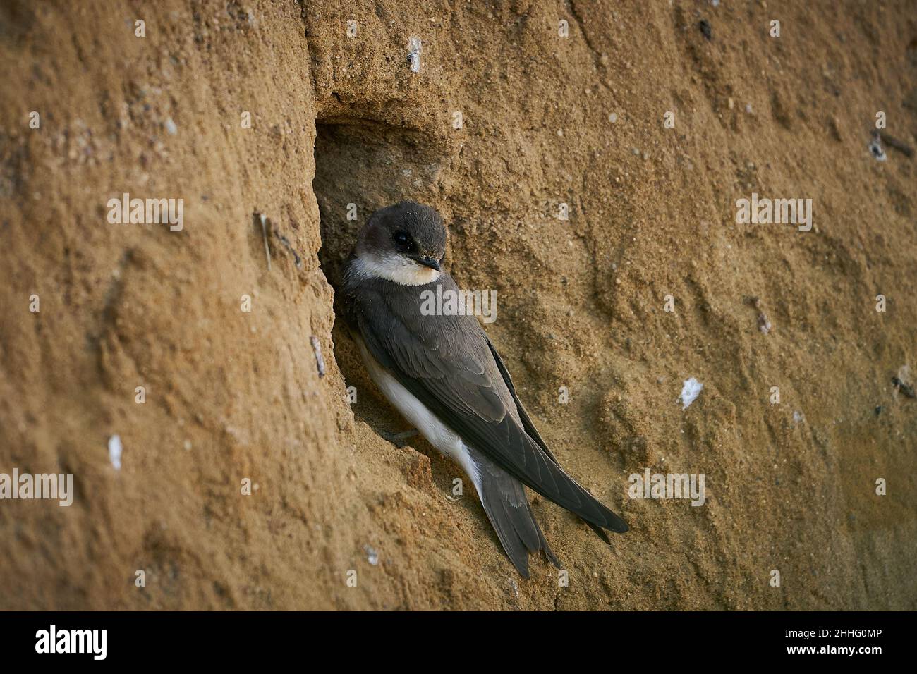 Bank Swallow (Riparia riparia) at the nesting hole. Beautiful bird in ...