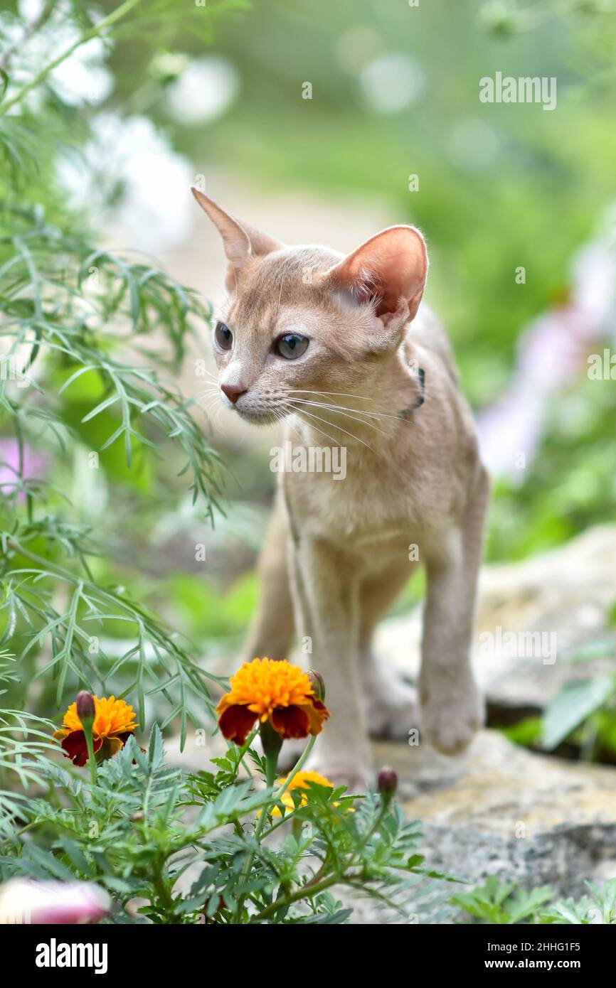 Young Abyssinian cat color Faun with a leash walking around the yard