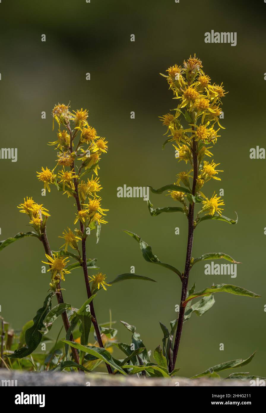 Goldenrod, Solidago virgaurea, in flower in grassland. Stock Photo