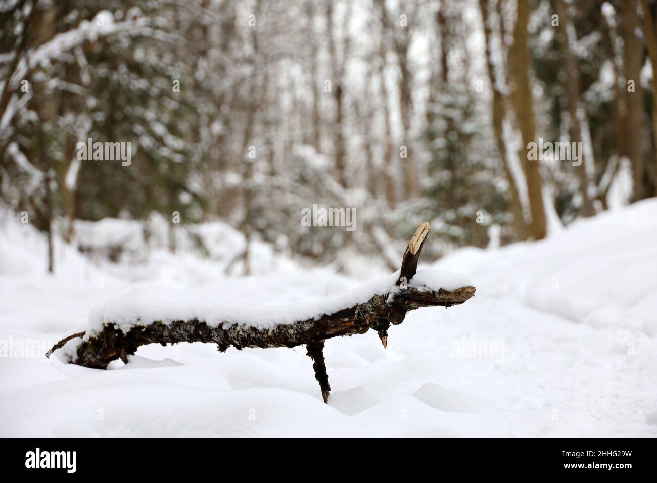 Defocused view to winter forest, snow covered pine trees. Fairy nature after snowfall Stock Photo