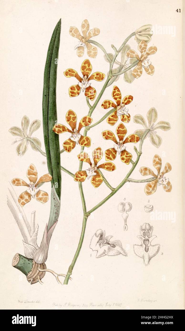 Staurochilus ionosmus (as Cleisostoma ionosmum) - Edwards vol 33 (NS 10) pl 41 (1847). Stock Photo