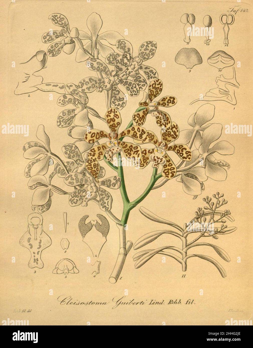 Staurochilus guibertii (as Cleisostoma guibertii) - Xenia 2 pl 142. Stock Photo