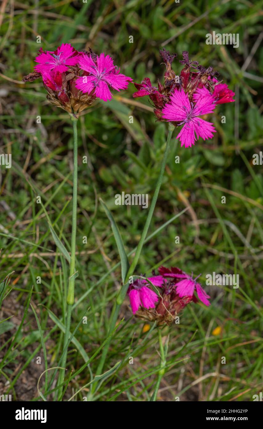 Carthusian Pink, Dianthus carthusianorum, in flower in the Swiss Alps. Stock Photo