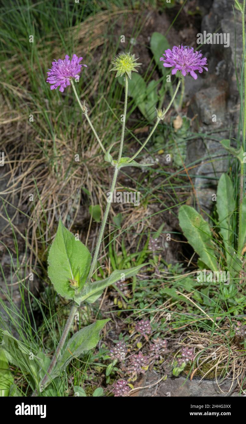 Wood Scabious, Knautia dipsacifolia in flower on woodland edge, Swiss Alps. Stock Photo