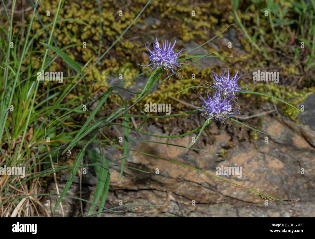 Horned rampion, Phyteuma scheuchzeri, in flower on limestone cliff, Swiss Alps, in the Val de Camp. Stock Photo