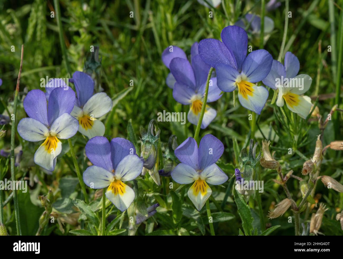 Wild Pansy, Viola tricolor, in flower in the Alps. Stock Photo