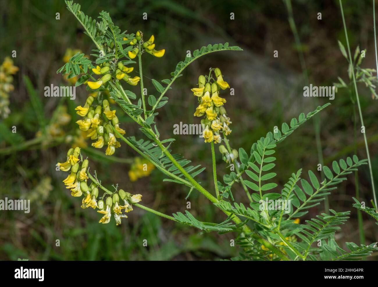 Mountain lentil, Astragalus penduliflorus, in flower in grassland in the Swiss Alps. Stock Photo