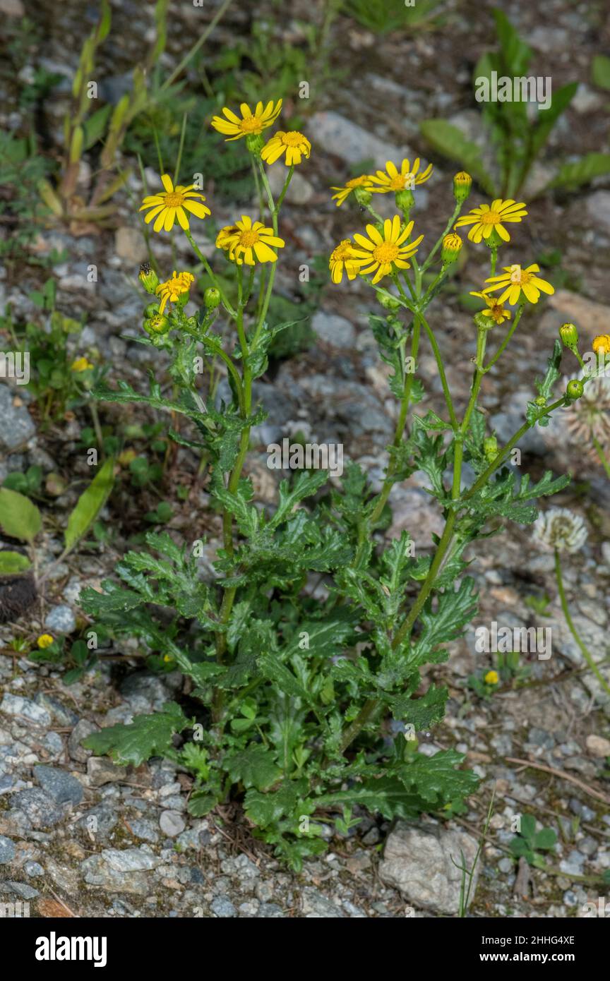 Rock Ragwort, Senecio squalidus subsp. rupestris, in flower on rocky scree, Swiss Alps. Stock Photo