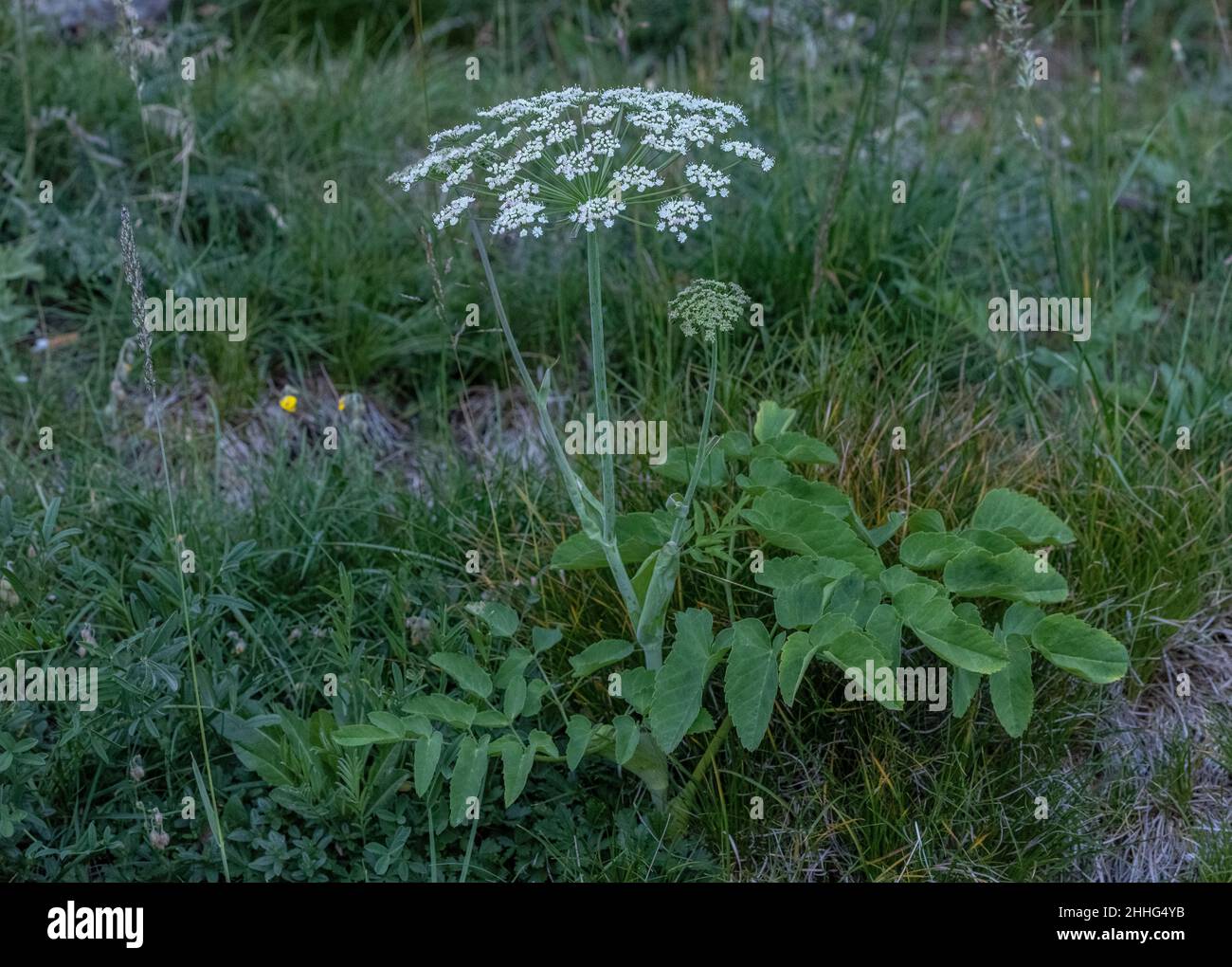 Broad-leaved sermountain, Laserpitium latifolium, in flower on limestone slope, Swiss Alps. Stock Photo