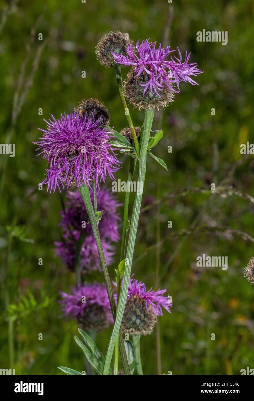 Alpine greater knapweed hi-res stock photography and images - Alamy