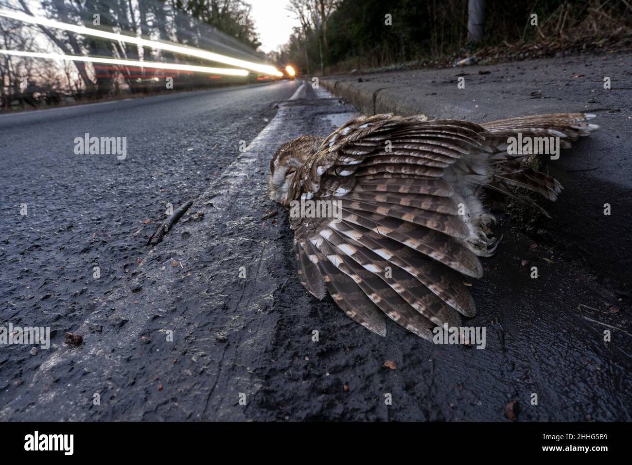 Tawny Owl ( Strix aluco ) road kill, lying on the side of a busy road (the A65), West Yorkshire Stock Photo
