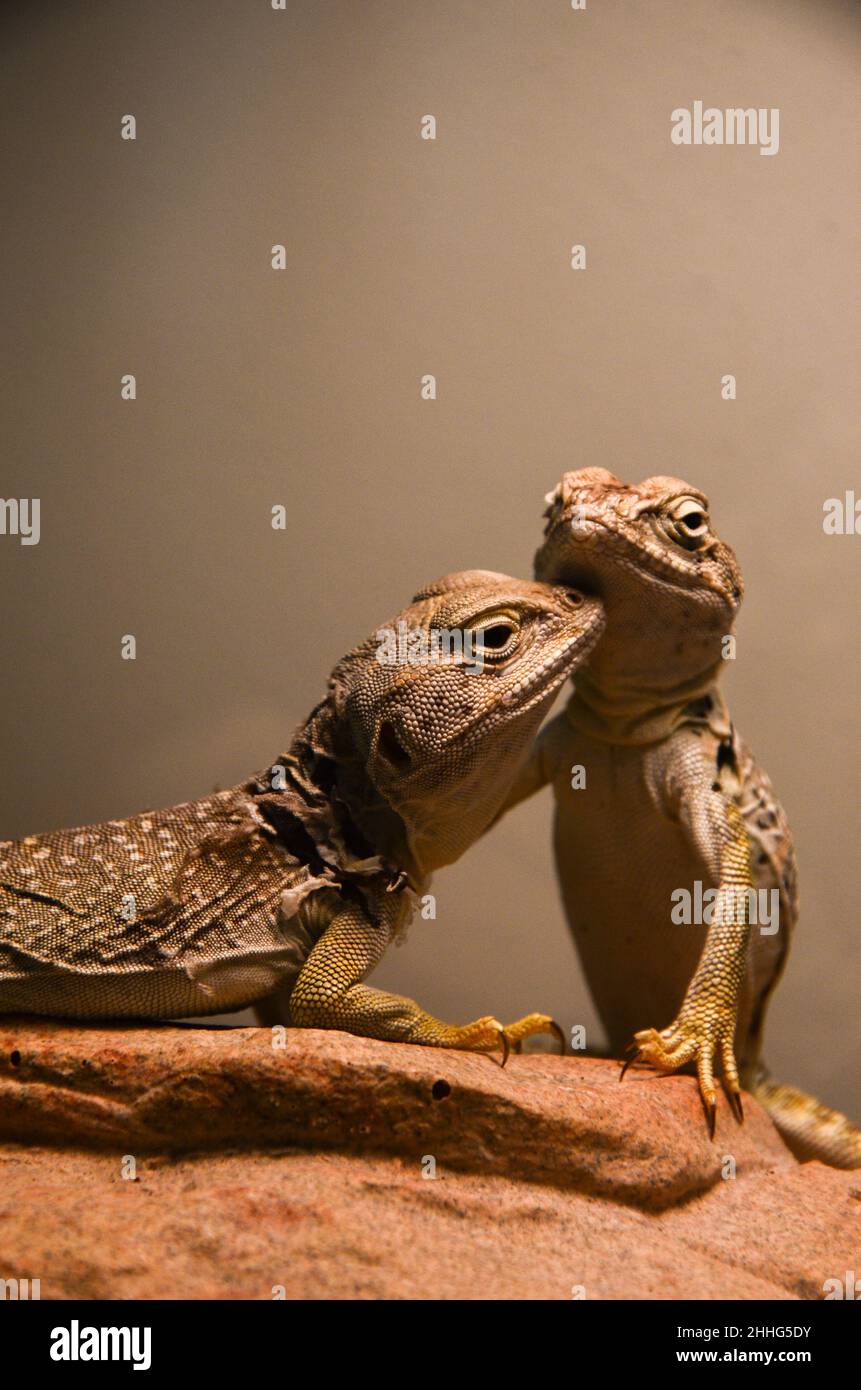 Reptilian lizard animal fauna in tropical ecosystem Stock Photo