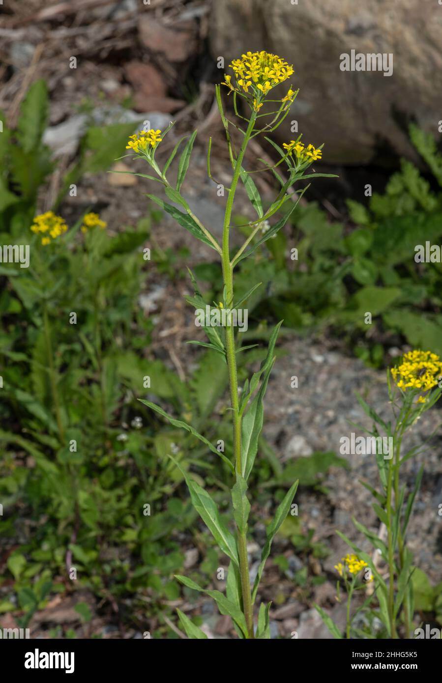 Treacle-mustard, Erysimum cheiranthoides, in flower, Swiss Alps. Stock Photo