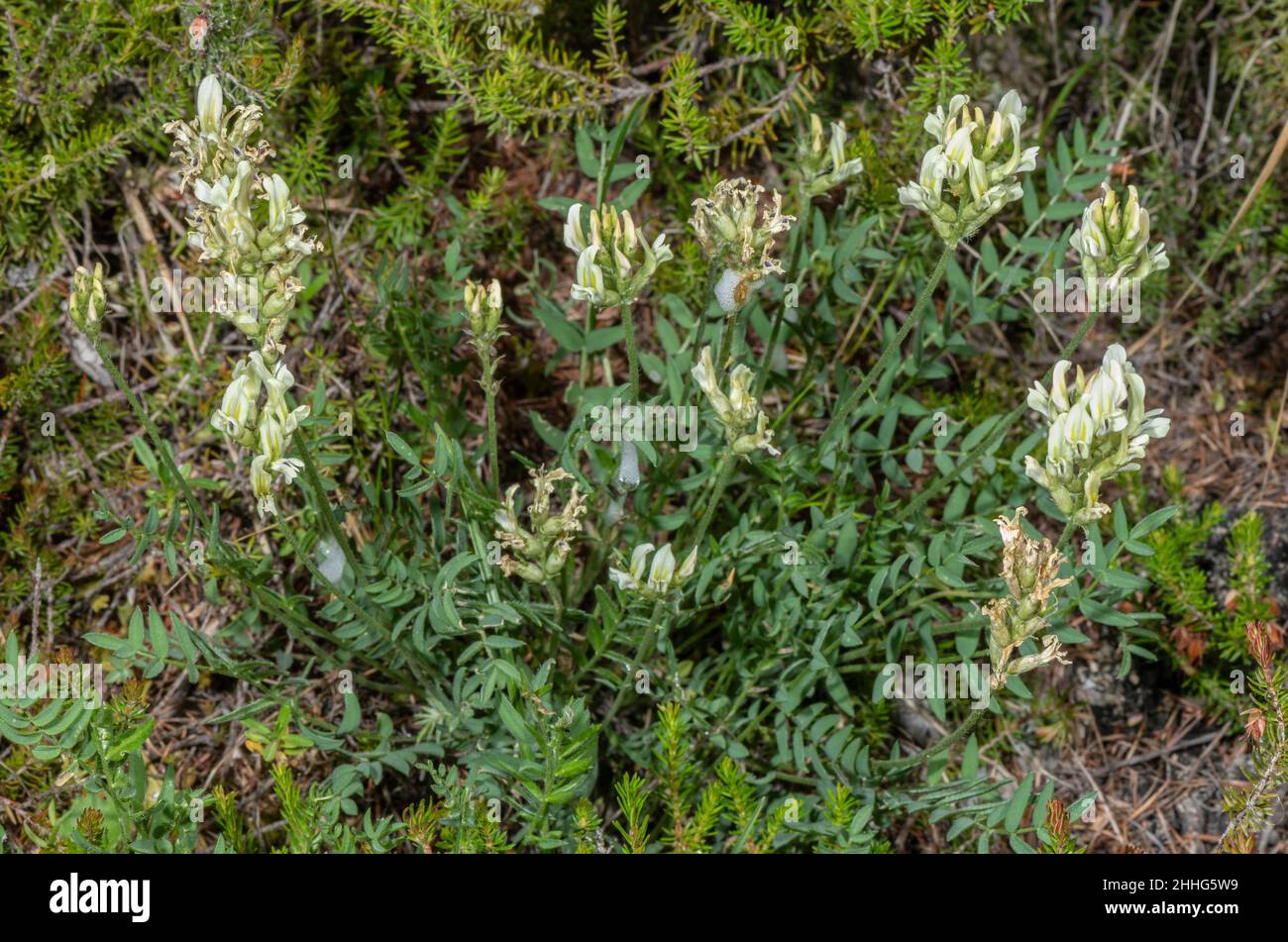 Yellow Milk-vetch, Oxytropis campestris, in flower, Swiss Alps. Stock Photo