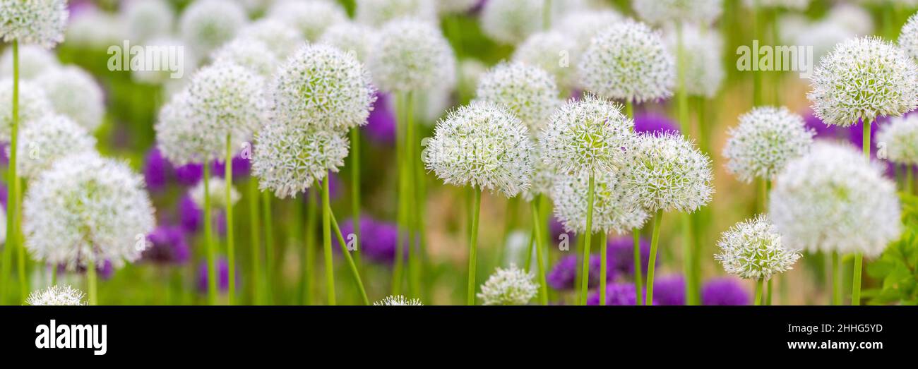 Blooming white and violet decorative onion plant in garden. Flower decorative onion. White and violet allium flower or allium giganteum. Stock Photo