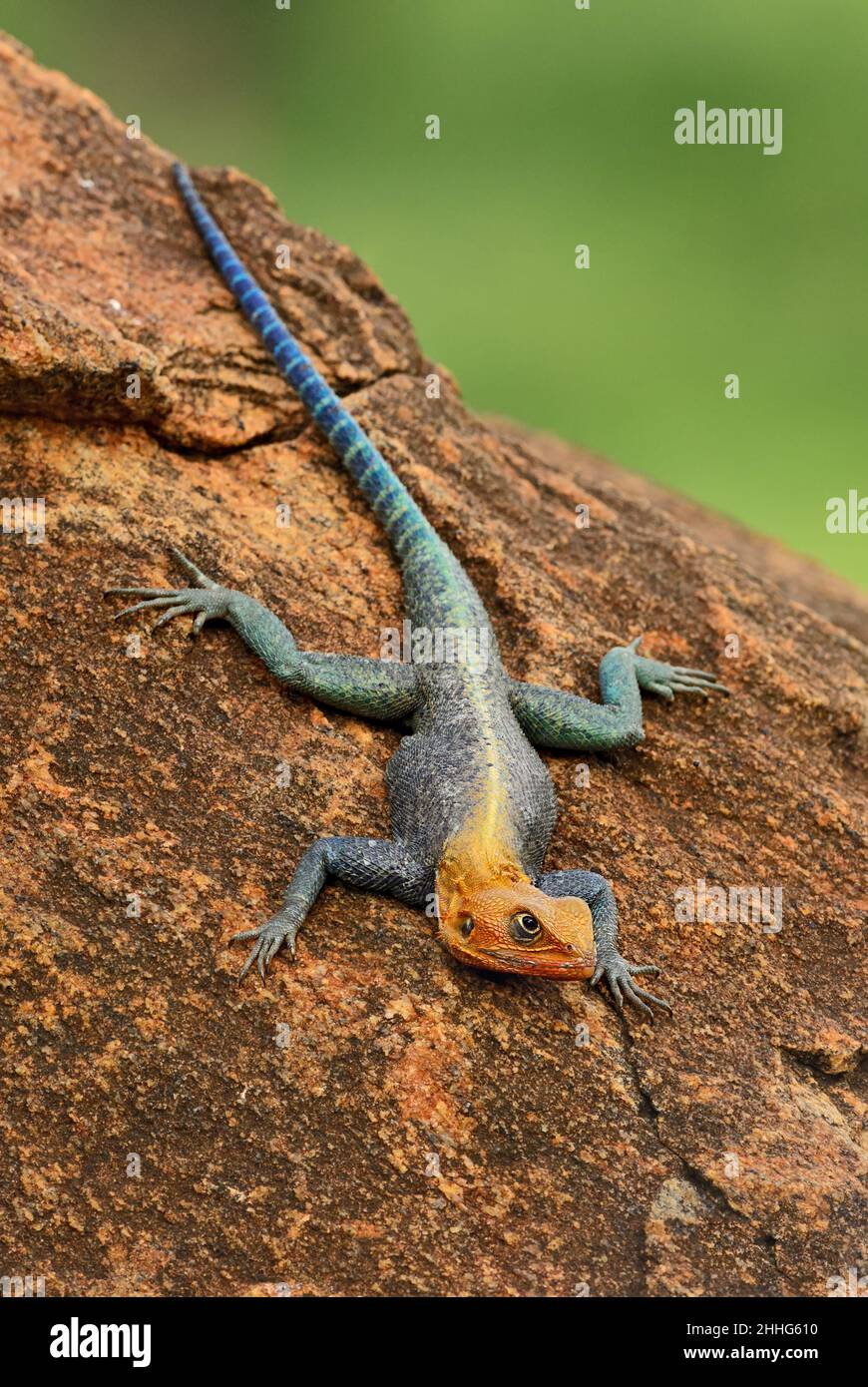 Red-headed Rock Agama - Agama agama, beautiful colored lizard from African gardens and woodlands, Tsavo East, Kenya. Stock Photo