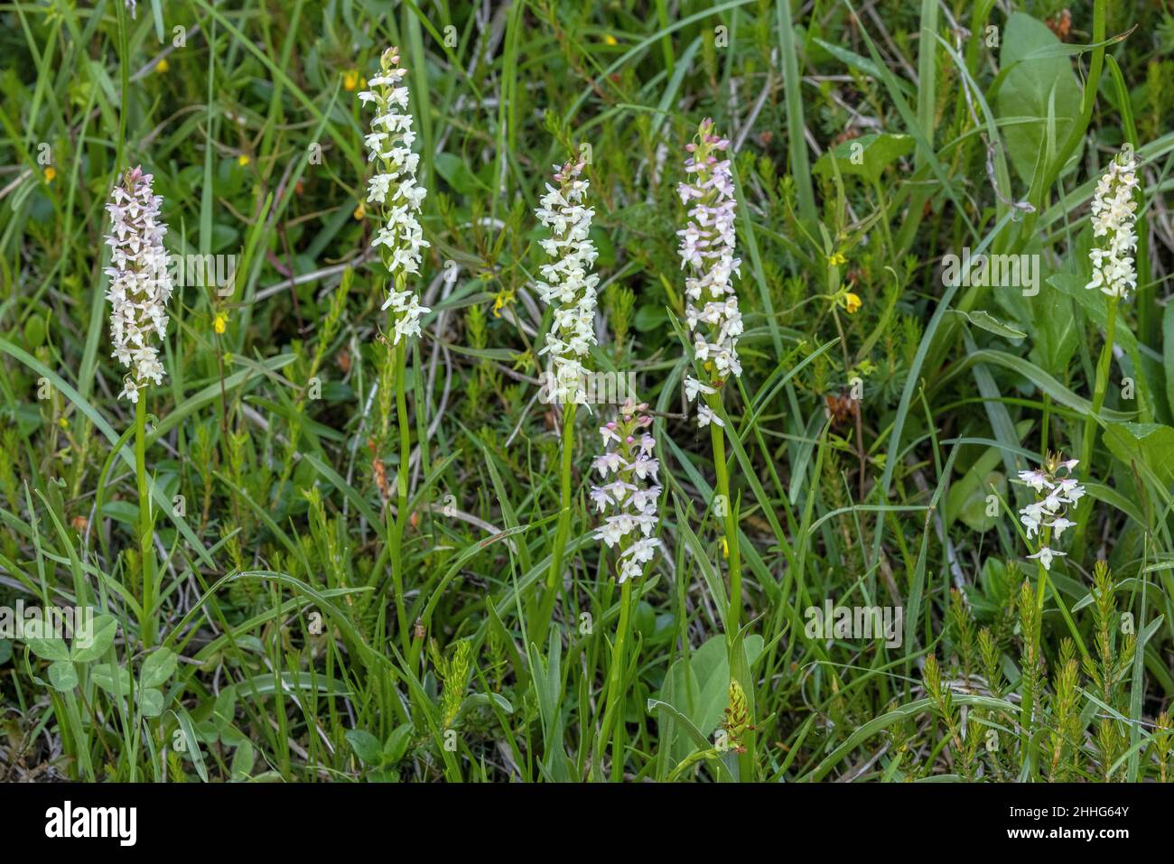 Short Spurred Fragrant Orchid, Gymnadenia odoratissima in flower on damp grassy bank, Swiss Alps. Stock Photo